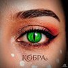 Обложка песни Кобра